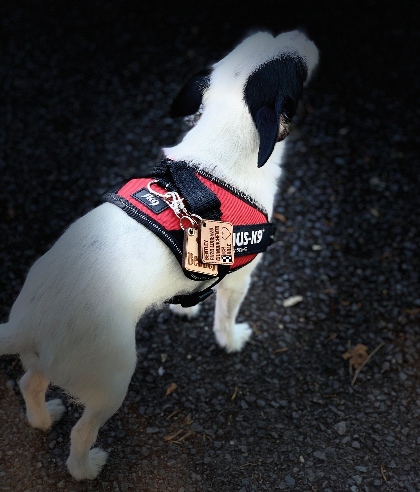 Dog ID Tag / Harness Accessory Square